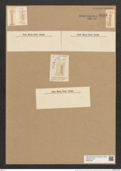 Tetracyclus linearis (Ehr.) Grun. (de-Toni-Nr.: Genus 90, Species 3013) Zeichnungen Sammlung Grunow Nr. 6113 (NHMW-BOT-W0374647)